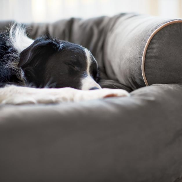 [LAST DAY - 75% OFF] Sofa Dog Bed 2023